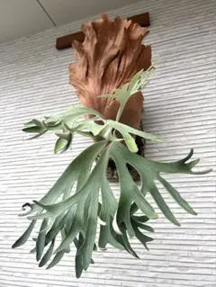 2026年最新】ginka ビカクシダの人気アイテム - メルカリ