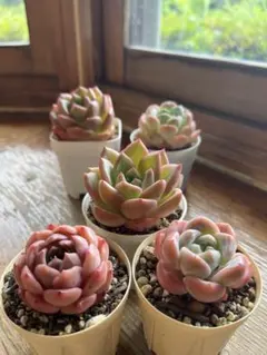 sana様 リクエスト 2点 まとめ商品