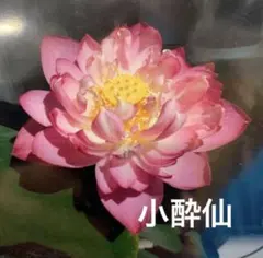 精華 中型種 レンコン2本 蓮 ハス はす 苗 レンコン 花蓮 - メルカリ