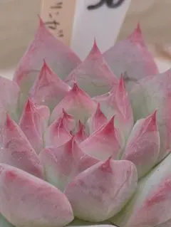 2025年最新】ホーリンゼの人気アイテム - メルカリ