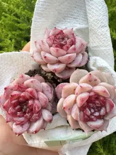 くー(猫のソックス)様 リクエスト 2点 まとめ商品