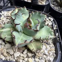 2025年最新】厳竜錦の人気アイテム - メルカリ