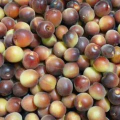 15)数量限定 希少品種 パープルクイーン 和歌山県紀南産 秀品 梅 果物