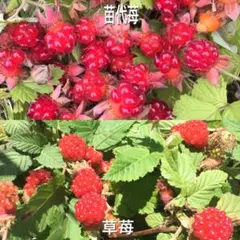⭐️木苺苗2種類2株セット⭐️小　苗代苺&草苺抜き苗　木いちごの苗木　ラズベリー