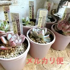 【メルカリ便発送】①ミックスベリア 6種セット　札なし　多肉植物　おらいさん苗