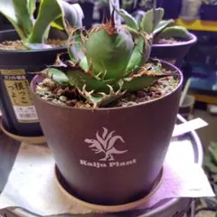 2025年最新】スーパーチタノタの人気アイテム - メルカリ