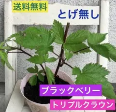 【新芽成長中！】甘い　ブラックベリー苗 ㉖　トリプルクラウン　とげ無し　取り木苗