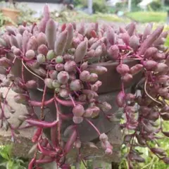 多肉植物 ルビーネックレス 寄せ植えのサムネイル