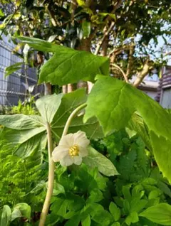 山野草（シラネアオイ科） 白花八重咲きシラネアオイ～妖精の舞） 種子