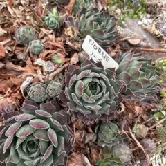 幸子様 リクエスト 3点 まとめ商品