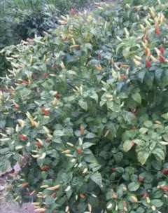 アキオス様 リクエスト 3点 まとめ商品