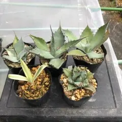 2025年最新】アガベ パリーホーチエンシスの人気アイテム - メルカリ