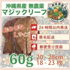 とし　リピート価格　ももたまな葉　1000　枚 モモタマナ - Wikipedia