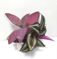トラディスカンティア　ピンクパラダイス　プラカップに植えて トラディスカンティア ピンクパラダイス プラカップに植えて - メルカリ