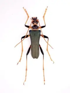 2025年最新】カミキリ 標本の人気アイテム - メルカリ