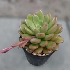 ピンクルルビー（抜き苗）のサムネイル