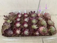 アメイジンググレイス 多肉植物 エケベリア 韓国苗 カット苗 3苗セット