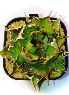 ヨー様 リクエスト 2点 まとめ商品