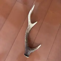 鹿の角