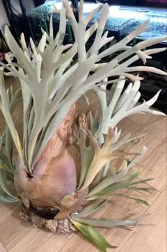 【すー品】ビカクシダアソート すー品】ビカクシダアソート ビカクシダ | artPLANTs （アートプランツ）