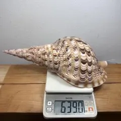 法螺貝 超特大 約42cm級 超重量級 約1.6kg ホラガイ ホラ貝 ほら貝