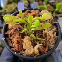 N*e様 ハエトリソウ ダブル ケルベロス CK 食虫植物 - メルカリ
