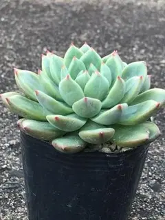 みみ様 リクエスト 3点 まとめ商品