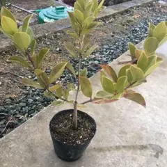 2025年最新】グァバ 苗木の人気アイテム - メルカリ