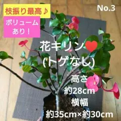 No.3【沖縄から♪】花キリン(レアな黄色)♥️枝振り最高♪満開！ No.4【枝振り最高♪ボリュームあり♪】花キリン(レアな黄色