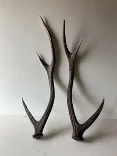 2026年最新】鹿の角 オブジェの人気アイテム - メルカリ