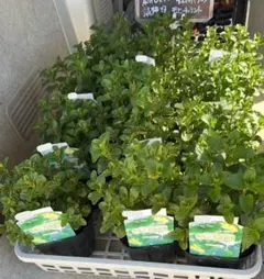 ショウちゃん様専用ページ