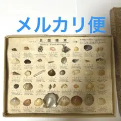 ②-1貝標本ヤエバイトカケ（蓋付） ②-1貝標本ヤエバイトカケ（蓋付） 貝の標本｜竹の宮