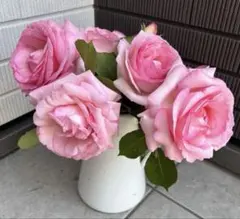 ピエールドゥロンサール 切り花 フレッシュ - メルカリ