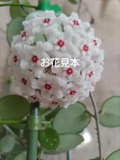 2026年最新】ホヤ マチルダの人気アイテム - メルカリ