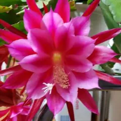 2025年最新】クジャクサボテンの人気アイテム - メルカリ