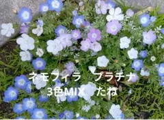 ネモフィラ　プラチナMIX　3色　たね