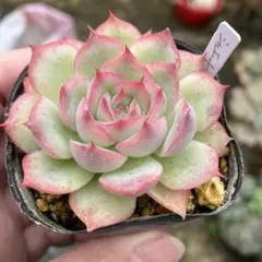 キイロイトリ様 リクエスト 2点 まとめ商品