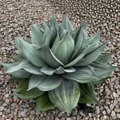 2025年最新】オバティフォリアオルカの人気アイテム - メルカリ