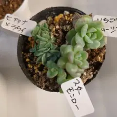 haku☘様 リクエスト 2点 まとめ商品