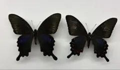 2025年最新】カラスアゲハ 標本の人気アイテム - メルカリ