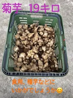 菊芋（トピナンブール）約19kg