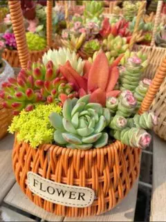 お支払い専用ページ　追加4点