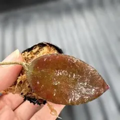 ホヤ カウダータ　スマトラ　Hoya 観葉植物のサムネイル