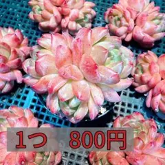 多肉植物　ビヤオ　エケベリア属　（群生）