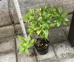 皐月さつき 盆栽素材【飛鳥錦 あすかにしき】AN23 - メルカリ