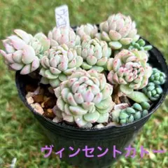多肉 ビンセントカトー × ストリクチフローラノヴァ - メルカリ