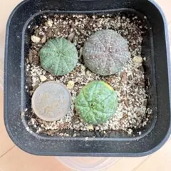 2025年最新】オベサ ユーフォルビア セットの人気アイテム - メルカリ