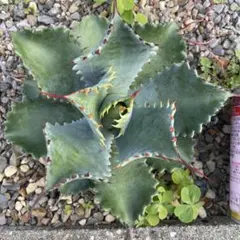 2025年最新】アガベ イシスメンシス ハイブリッドの人気アイテム