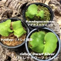 2025年最新】リドレイ ドワーフの人気アイテム - メルカリ