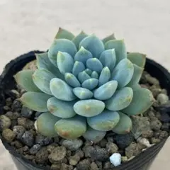 多肉植物　エケベリア　ラウイ × ルンデリーのサムネイル